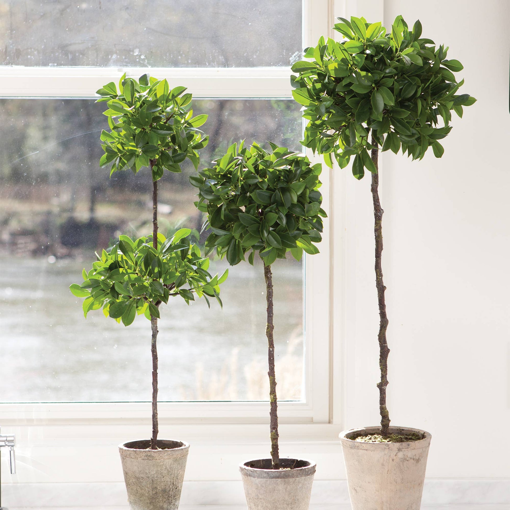 Ficus Topiary In Pot 31" - Crystal Conner Design
