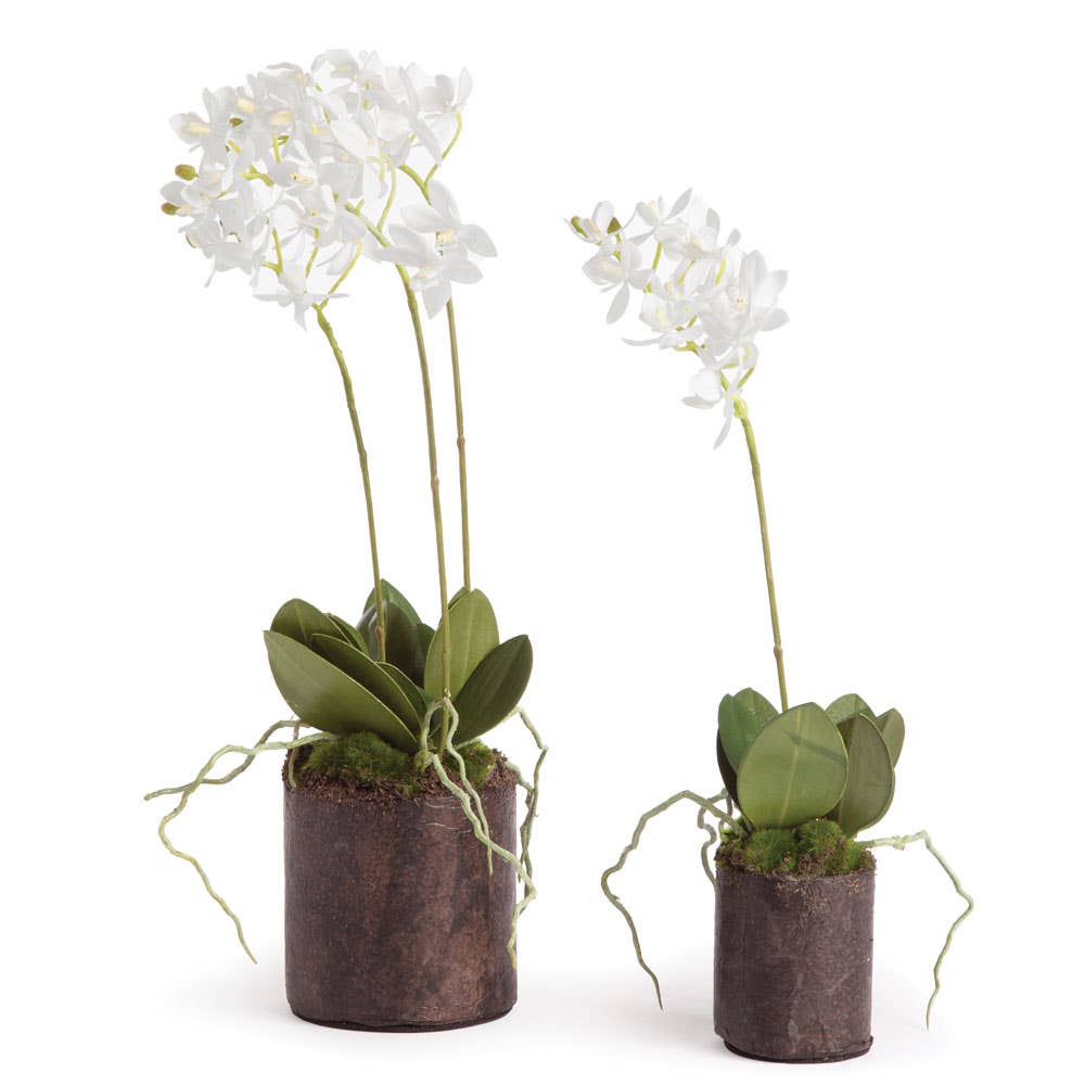 Dendrobium Orchid Drop-Ins 16" And 12", Set Of 2 - Crystal Conner Design
