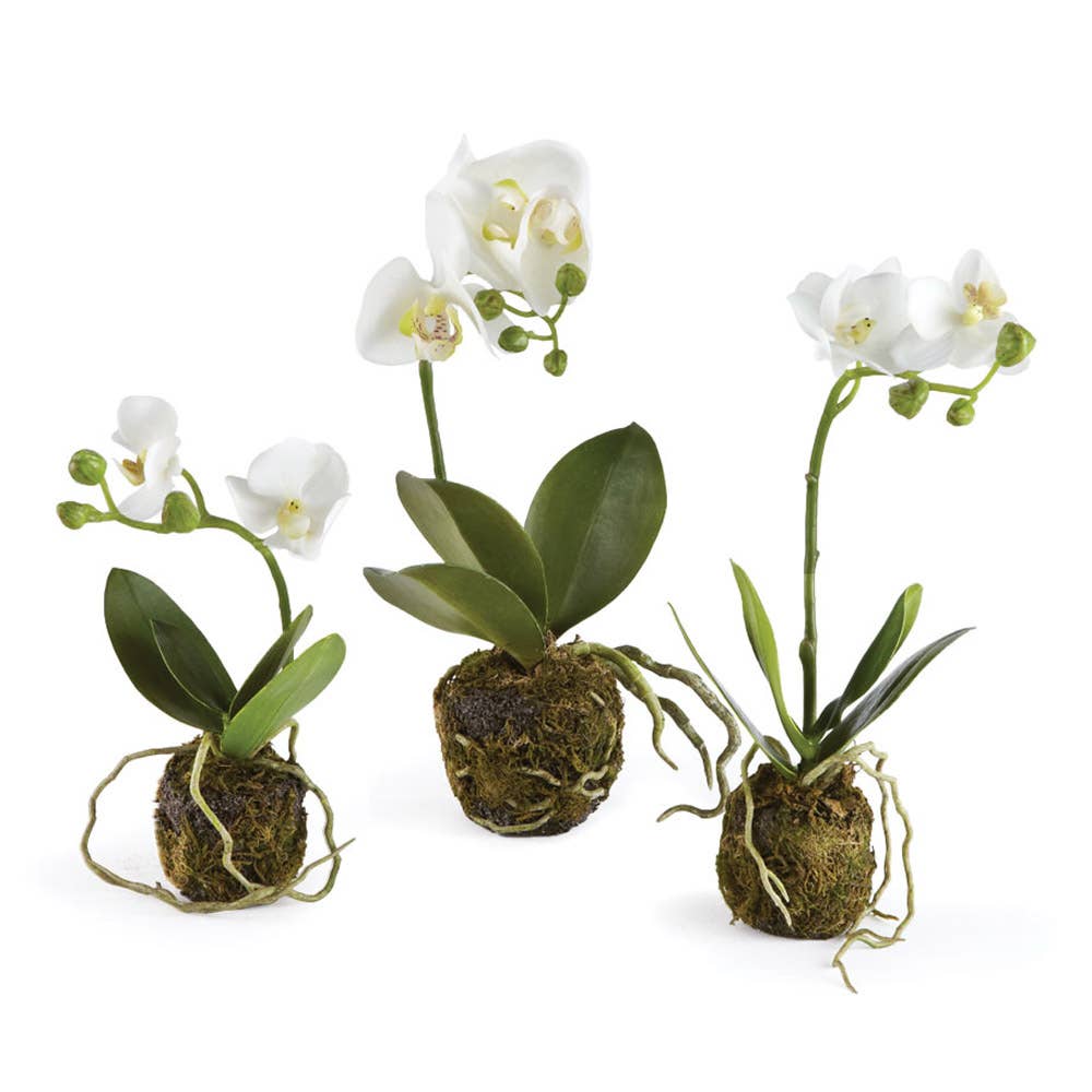 Phalaenopsis Orchid Drop-Ins, Set Of 3 - Crystal Conner Design