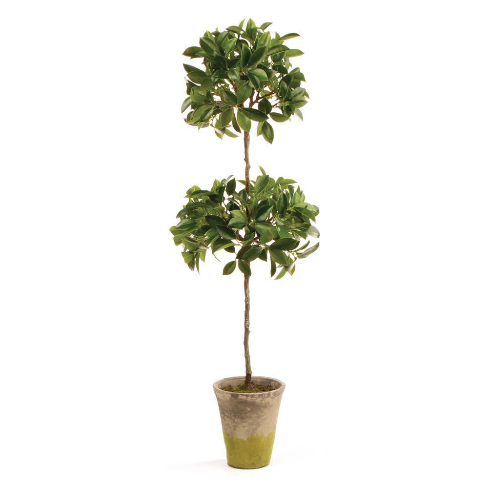 Ficus Topiary In Pot 31" - Crystal Conner Design