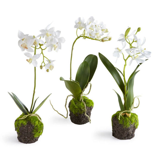 Dendrobium Orchid Drop-Ins 12", Set Of 3 - Crystal Conner Design